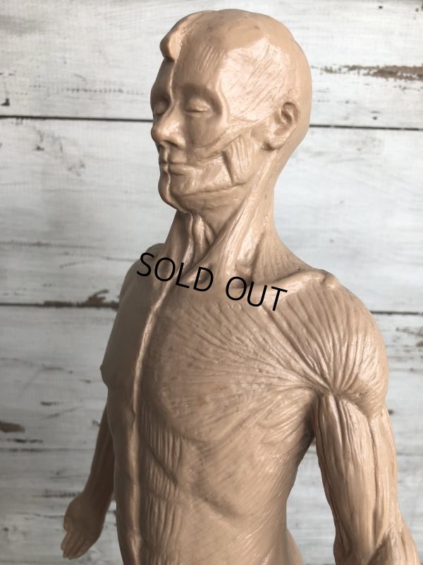 画像7: 70s Vintage Leon Schlossber Human body Model (J879)