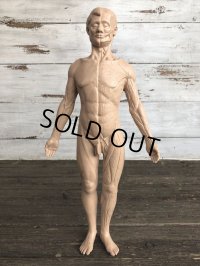 70s Vintage Leon Schlossber Human body Model (J879) 