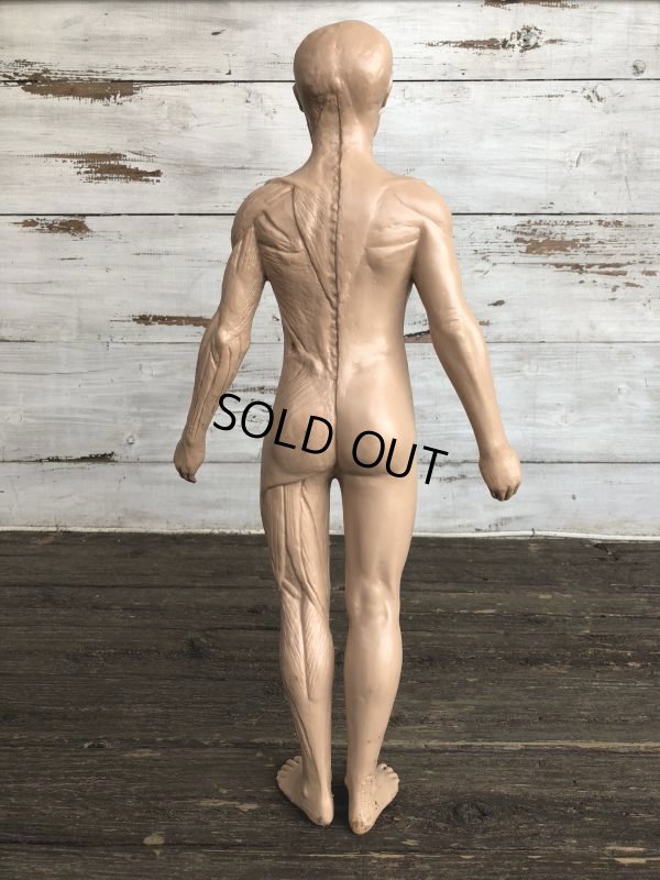 画像3: 70s Vintage Leon Schlossber Human body Model (J879)
