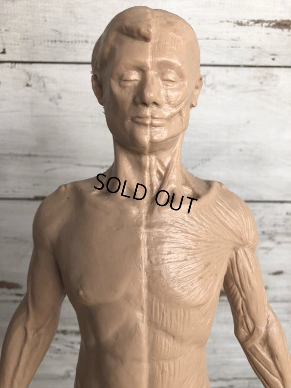 画像6: 70s Vintage Leon Schlossber Human body Model (J879)