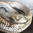 画像6: Vintage Rattlesnake Ashtray (S911)