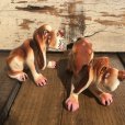 画像3: Vintage Japan Hound Dog Salt and Pepper Shakers (B446)