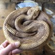 画像2: 70s Vintage Disneyland Adveture Land RANDOTTI Rattle Snake Ceramic (B668) (2)