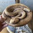 画像1: 70s Vintage Disneyland Adveture Land RANDOTTI Rattle Snake Ceramic (B668) (1)