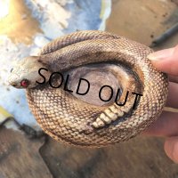 70s Vintage Disneyland Adveture Land RANDOTTI Rattle Snake Ceramic Ashtray (B697)