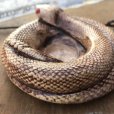 画像6: 70s Vintage Disneyland Adveture Land RANDOTTI Rattle Snake Ceramic Ashtray (B697)