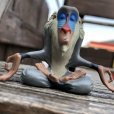 画像6: Vintage Disney The Lion King Rafiki PVC Figure (B987)