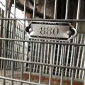 Vintage Frank D Cohan Gym Locker Metal Wire Basket #880 (B958)