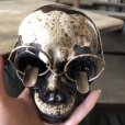 画像1: 50s MADE IN JAPAN Skull w/Glasses Ceramic Ashtray (M621) (1)