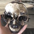 50s MADE IN JAPAN Skull w/Glasses Ceramic Ashtray (M621)