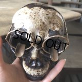 50s MADE IN JAPAN Skull w/Glasses Ceramic Ashtray (M621)
