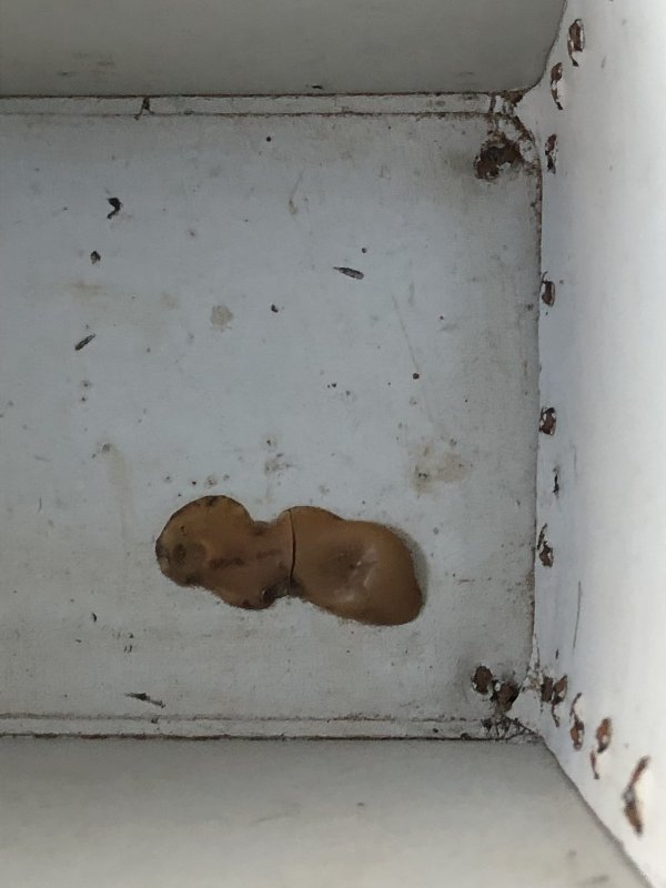 画像19: Vintage PAN AM Airlines Passenger Documents Case Box Rare! Hard to Find (R129) 