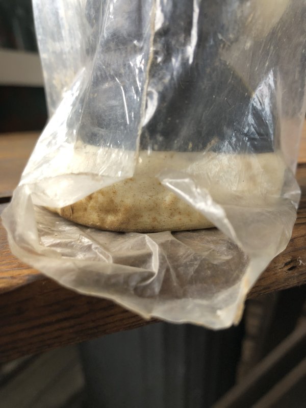 画像15: 70s Vintage Advertising Bucky Bradford Vinyl Doll W/Pack (R589) 