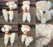 画像2: 60s Vintage Dream Pets / Tammy Poodle #1018 (PJ835） (2)