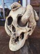 画像1: VINTAGE DISNEYLAND RANDOTTI SNAKE SKULL STATUE (DJ31) (1)