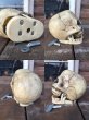 画像2: Vinatge Skull Wind UP #A (DJ101)  (2)