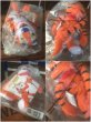 画像3: Vintage Kellogg Tony the Tiger Beans Doll (AL459) (3)