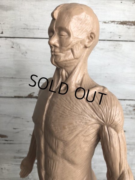 画像7: 70s Vintage Leon Schlossber Human body Model (J879)  (7)
