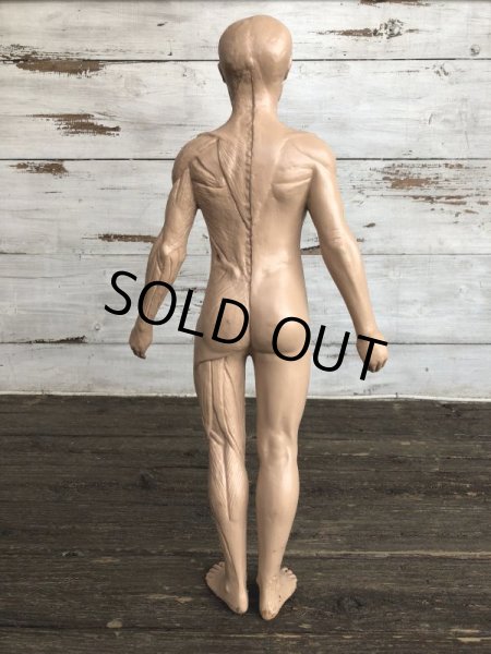 画像3: 70s Vintage Leon Schlossber Human body Model (J879)  (3)
