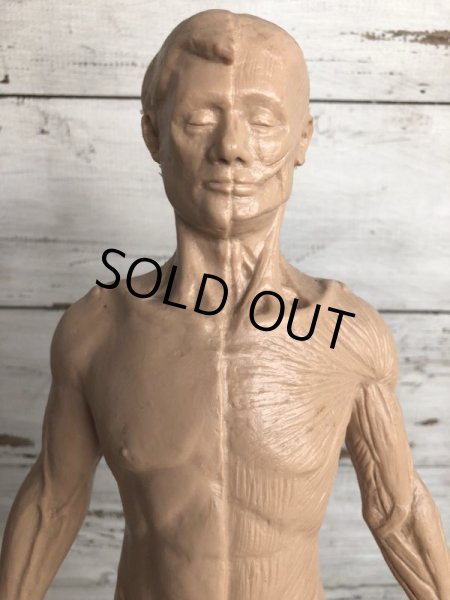 画像6: 70s Vintage Leon Schlossber Human body Model (J879)  (6)