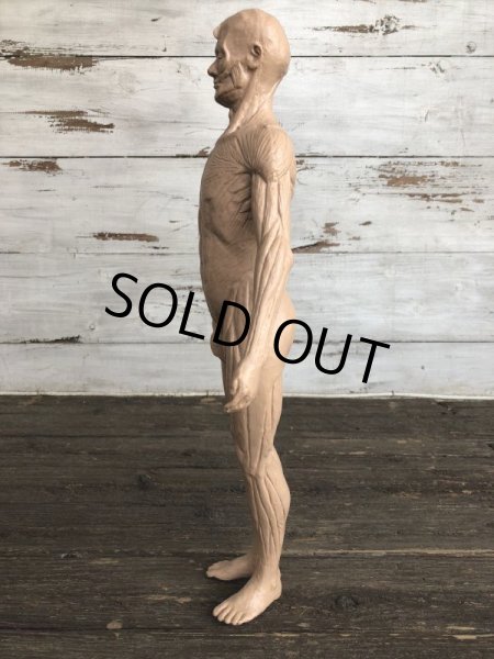 画像2: 70s Vintage Leon Schlossber Human body Model (J879)  (2)