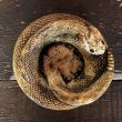 画像8: Vintage Rattlesnake Ashtray (S910) (8)