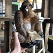 画像9: 60s Vintage Wall Street Journal Gorilla Statue (B056) (9)