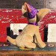 画像3: 90s Taco Bell Talking Chihuahua Dog (B336) (3)