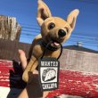 画像6: 90s Taco Bell Talking Chihuahua Dog (B333) (6)