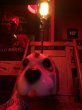 画像13: 70s Carnival Prize Vintage Hound Dog Plastic Lamp (B431) (13)