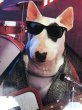 画像6: 80s Vintage Budweiser Advertising Bud Light Spuds MacKenzie Poster Store Sign (B756)  (6)