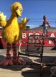 画像24: 【店舗引き取り限定】 Vintage Sesame Street Big Bird Store Display Life size Statue RARE! Hard to Find!!! (M283) (24)