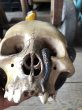 画像23: Rare ! Vintage Skeleton Skull & Snake Figurine Statue Hard to Find !!! (M382) (23)