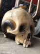 画像13: Rare ! Vintage Skeleton Skull & Snake Figurine Statue Hard to Find !!! (M382) (13)