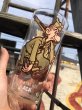 画像6: 70s Vintage Pepsi Glass SAD SACK (R792) (6)